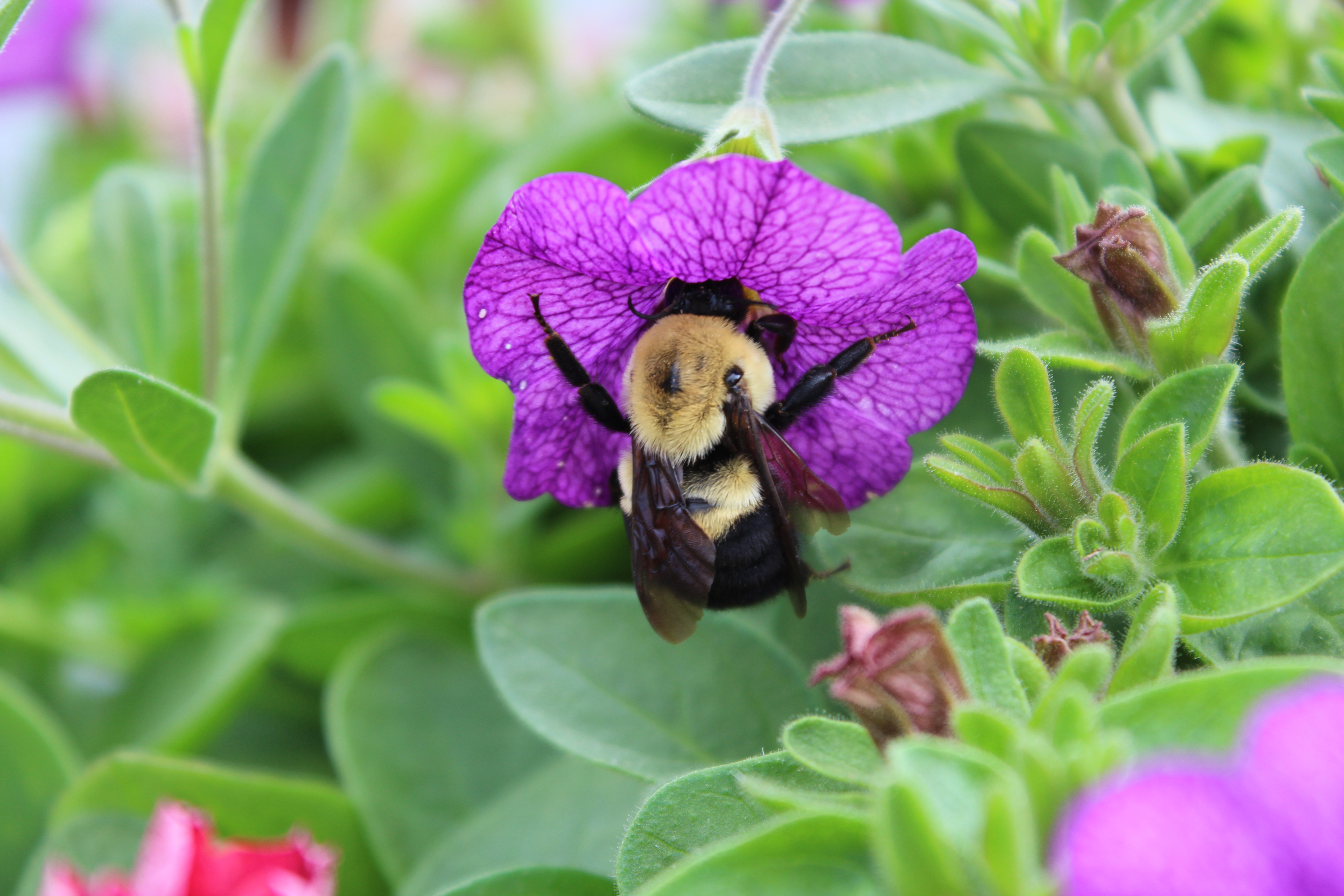 USDA study concludes neonics not driving bee deaths