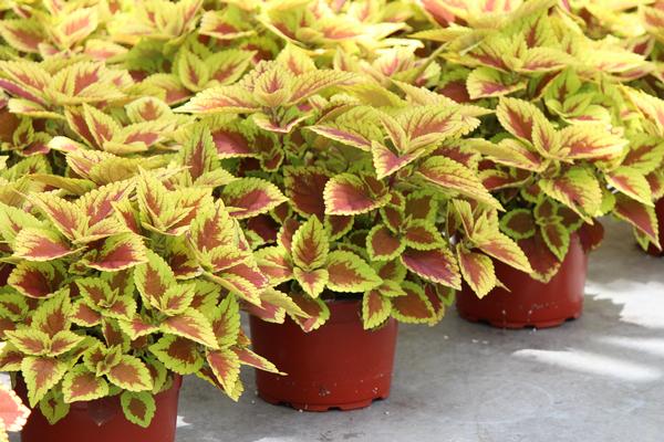 Coleus scutellarioides 'Volcanica Trusty Rusty'