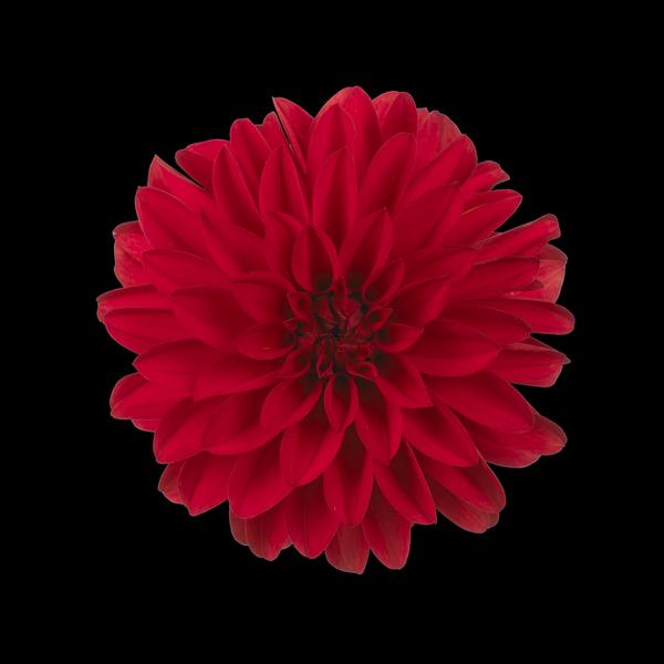 Dahlia hybrida 'Hypnotica Red'