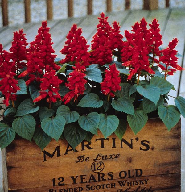 Salvia splendens 'Vista Red'