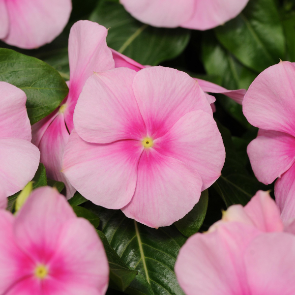 Vinca catharanthus roseus 'Titan Icy Pink'