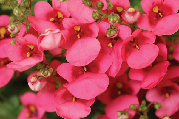 Diascia barberae 'Darla Rose'