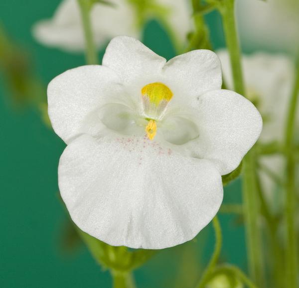 Diascia barberae 'Darla White'