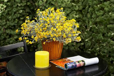 Chrysocephalum apiculatum 'Flambe Yellow'