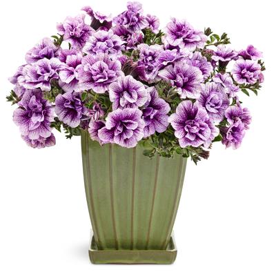 Petunia hybrida 'Supertunia Priscilla'