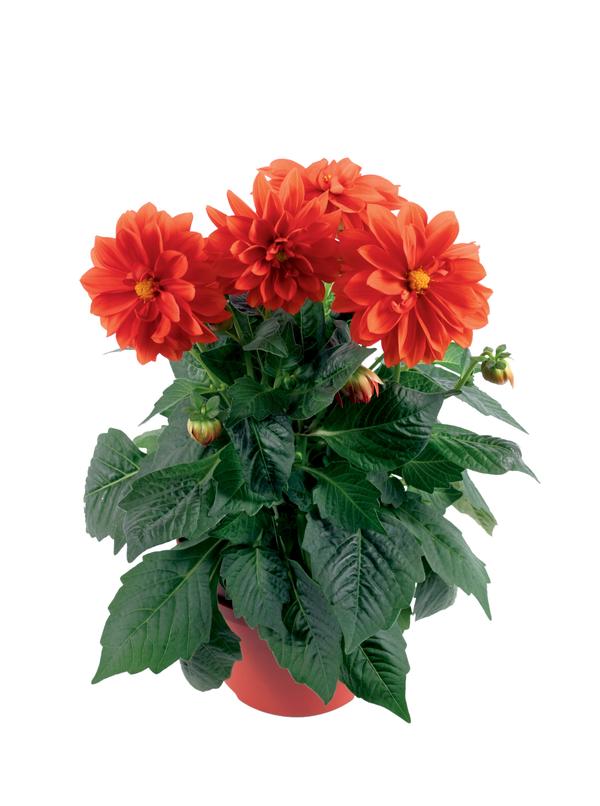 Dahlia hybrida 'Dahlinova Carolina Orange'