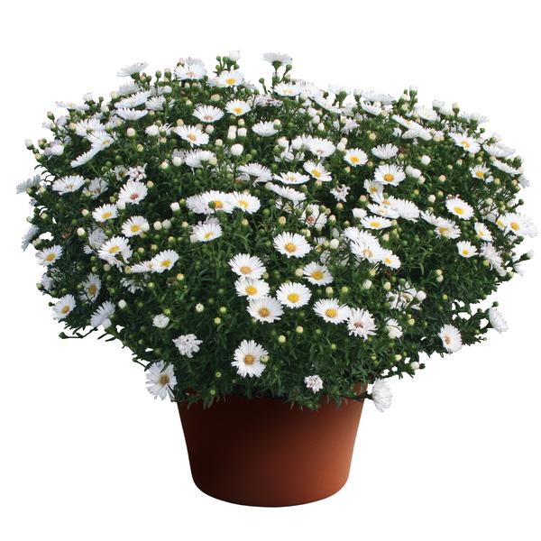 Aster Novi-Belgii 'Puff White'