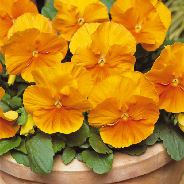 Pansy viola x wittrockiana 'Matrix Orange'