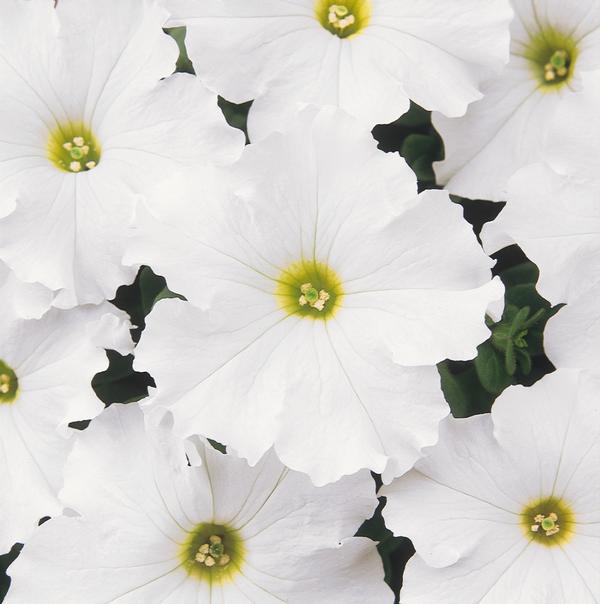 Petunia hybrida 'Dreams White'