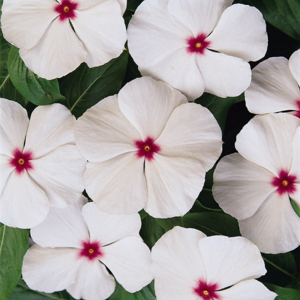 Vinca catharanthus roseus 'Titan Polka Dot'