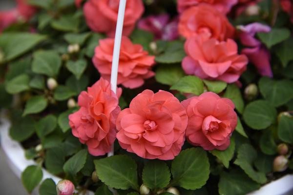 Double Impatiens walleriana 'Silhouette Salmon'