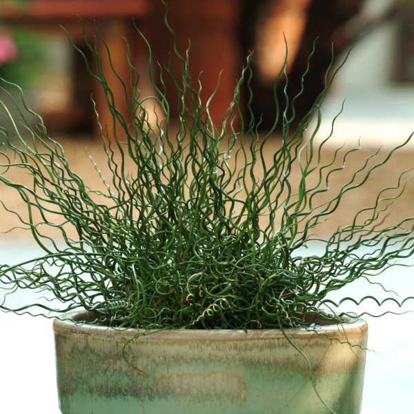 Ornamental Grass effusus spiralis 'Juncus-Twister'