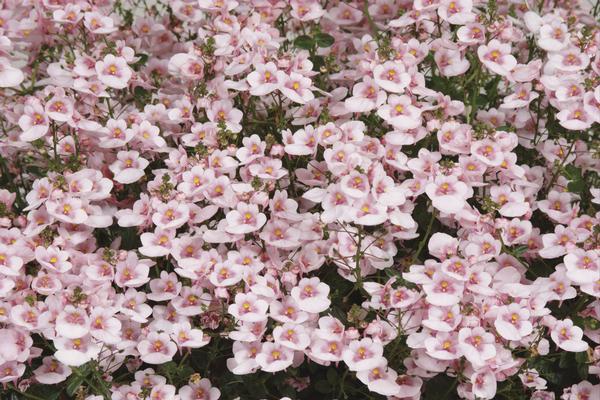 Diascia barberae 'Darla Appleblossom'