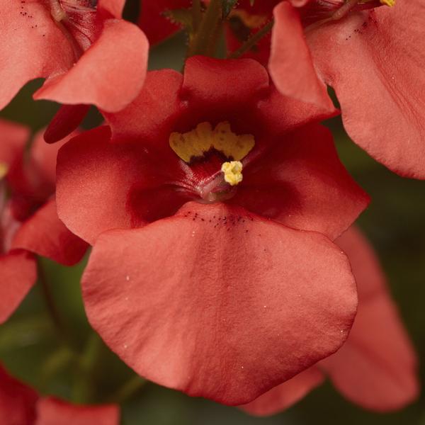 Diascia barberae 'Darla Deep Salmon'