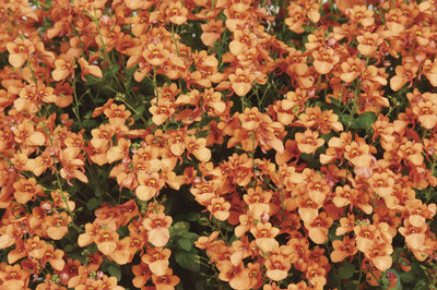 Diascia barberae 'Darla Orange'