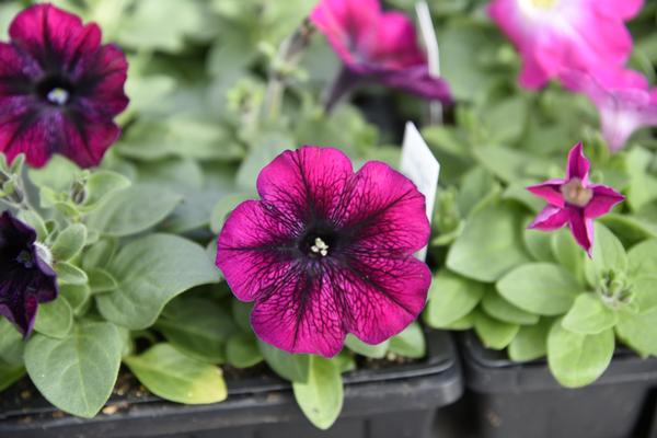 Petunia hybrida 'Madness Burgundy'