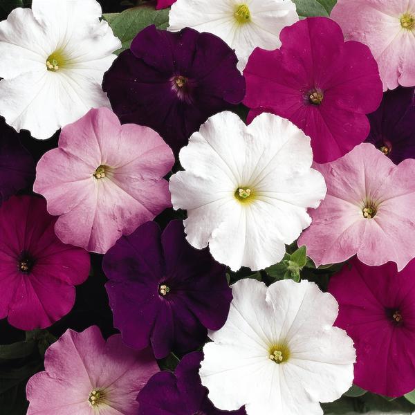 Petunia hybrida 'Madness Waterfall Mix'