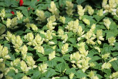 Salvia splendens 'Vista White'