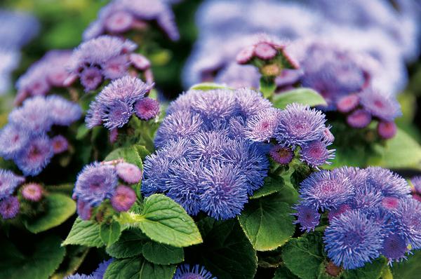 Ageratum houstonianum 'Artist Blue'