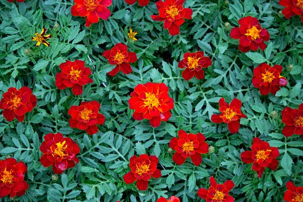 Marigold tagetes patula 'Durango Red'