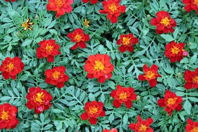 Marigold tagetes patula 'Durango Red'