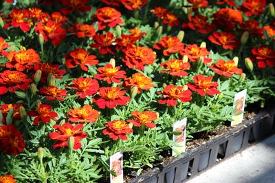 Marigold tagetes patula 'Durango Red'