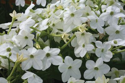 Nicotiana alata 'Starmaker White'