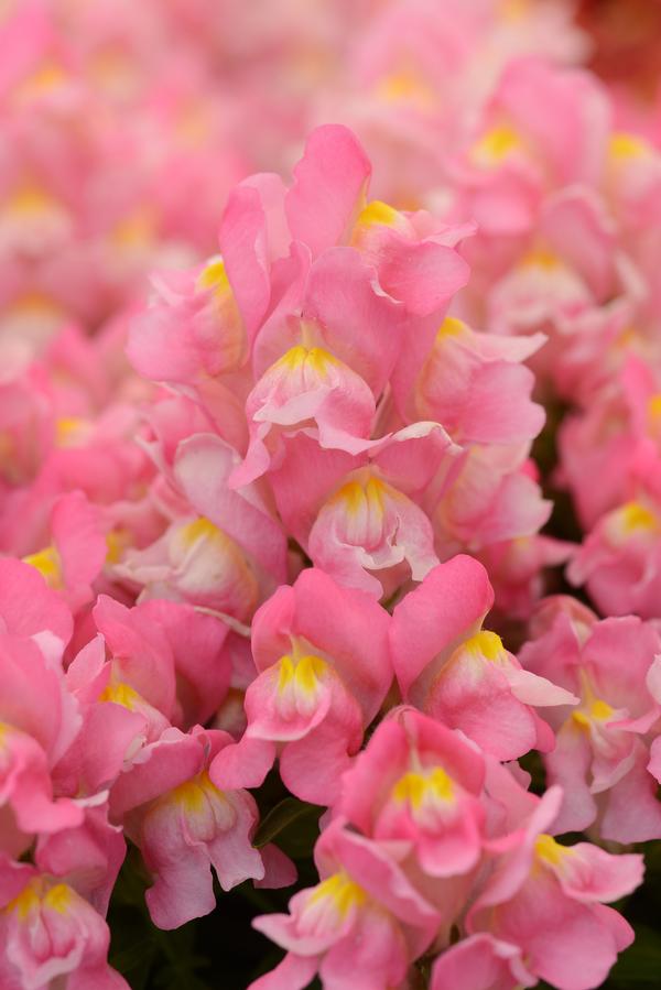 Snapdragon antirrhinum majus 'Snapshot Pink'