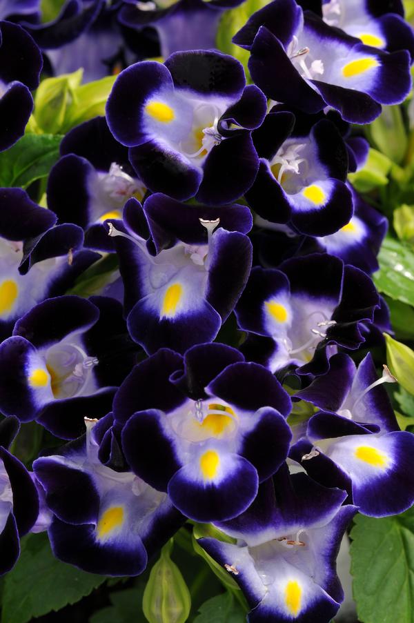 Torenia fournieri 'Kauai Deep Blue'