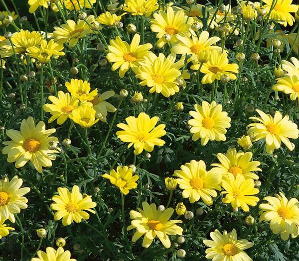 Argyranthemum frutescens 'Beauty Yellow'