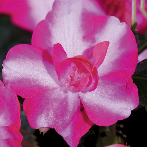 Double Impatiens walleriana 'Silhouette Rose Star'