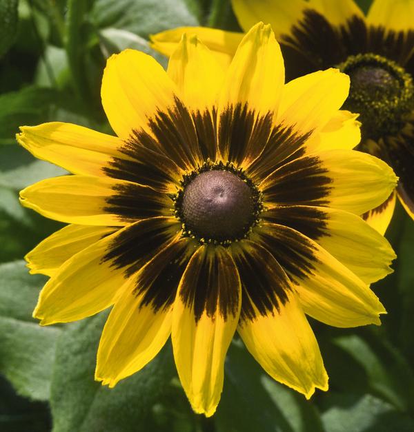 Rudbeckia hirta 'Denver Daisy'