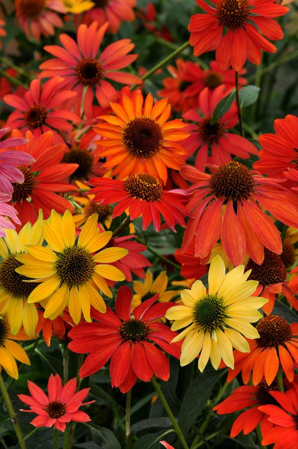 Echinacea hybrid 'Cheyenne Spirit Mix'