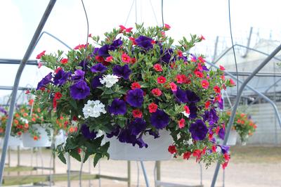 Summer Combos - Hanging Baskets 'Combo #01'