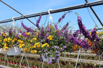 Summer Combos - Hanging Baskets 'Combo #08'