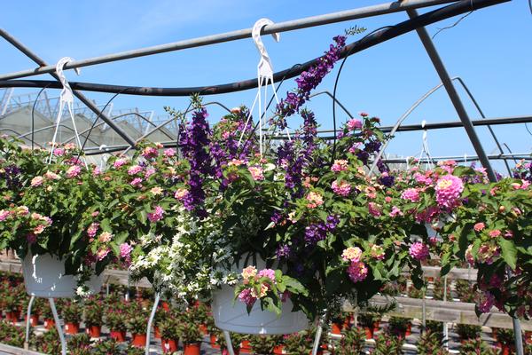 Summer Combos - Hanging Baskets 'Combo #10'