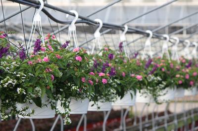 Summer Combos - Hanging Baskets 'Combo #10'