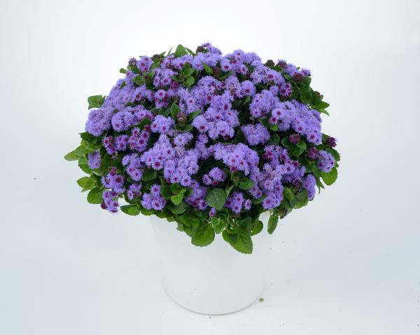 Ageratum houstonianum 'Aguilera Violet'