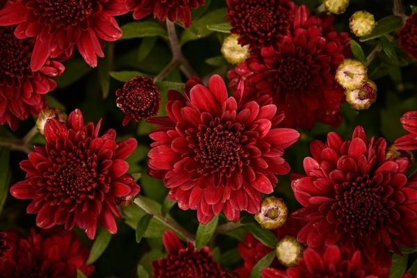 Mum chrysanthemum x morifolium 'Patty Pomagranate'