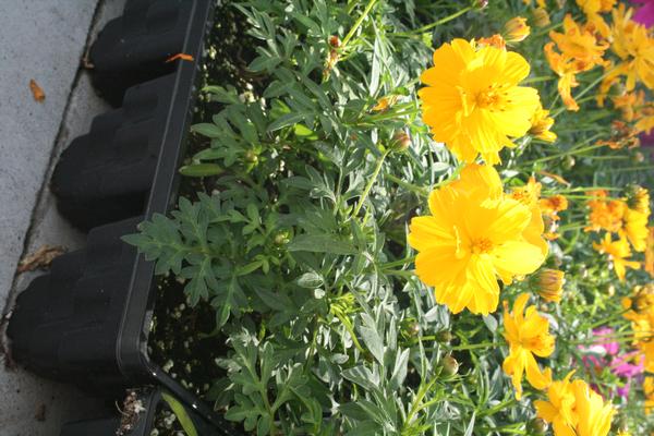 Cosmos sulphureus 'Cosmic Yellow'