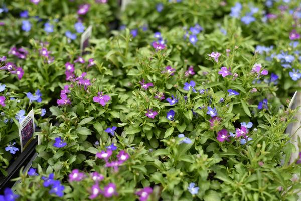 Lobelia erinus 'Riviera Springtime Blues Mix'