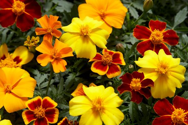 Marigold tagetes patula 'Disco Mix'