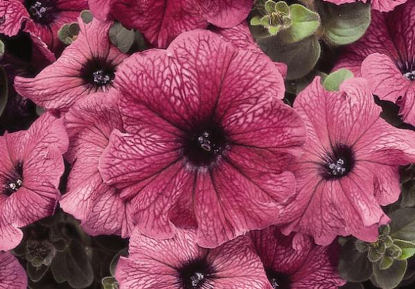 Petunia hybrida 'Madness Plum'