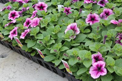 Petunia hybrida 'Madness Sugar'