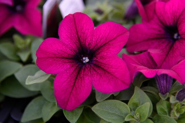 Petunia hybrida 'Dreams Burgundy Imp'