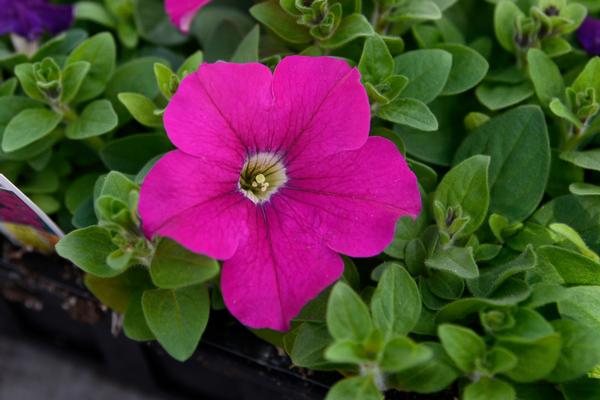 Petunia hybrida 'Dreams Neon Rose'