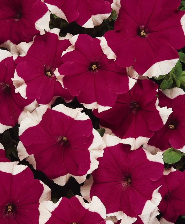 Petunia hybrida 'Dreams Rose Picotee'