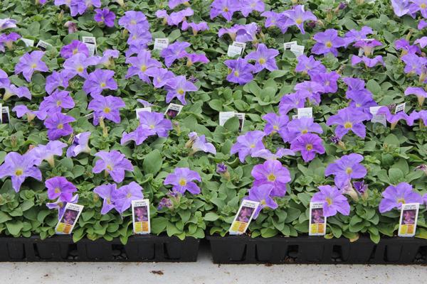 Petunia hybrida 'Dreams Sky Blue'