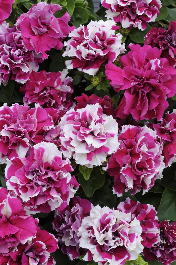 Petunia hybrida 'Double Madness Rose/White'