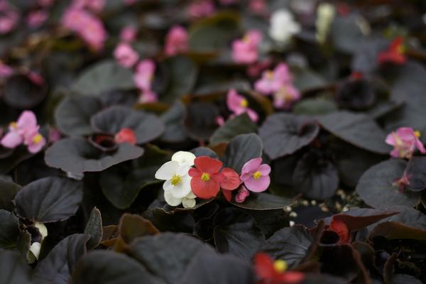 Begonia semperflorens cultorum 'Harmony Plus Mix'